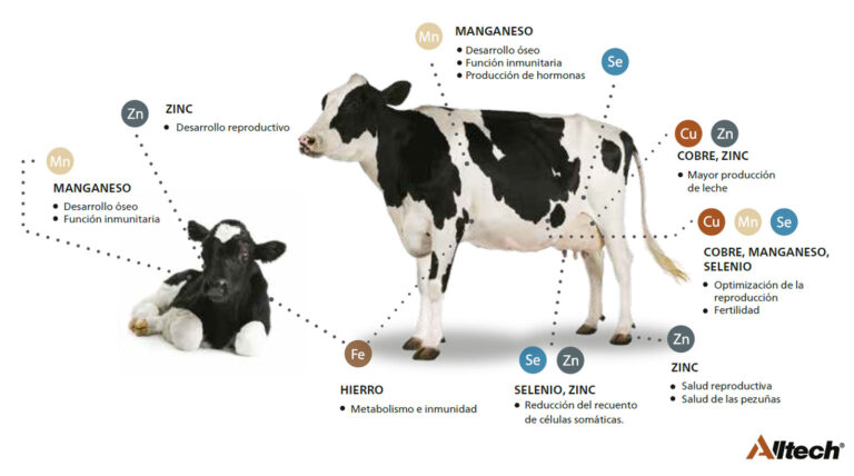 Listado de beneficios de la alimentación en el ganado vacuno lechero