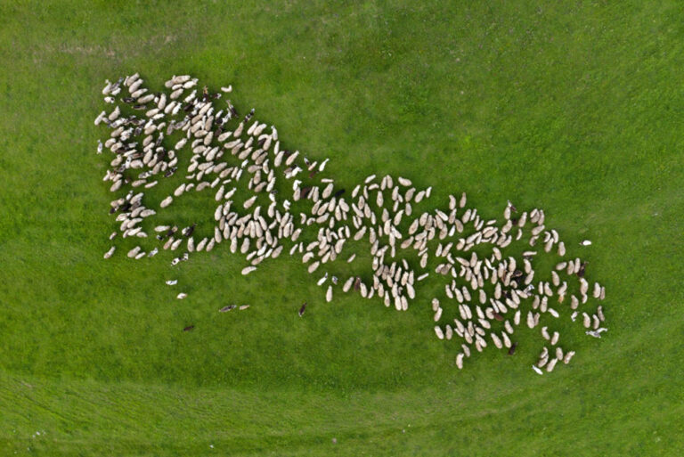 Vista aérea de un rebaño de ovejas pastando en un prado verde.